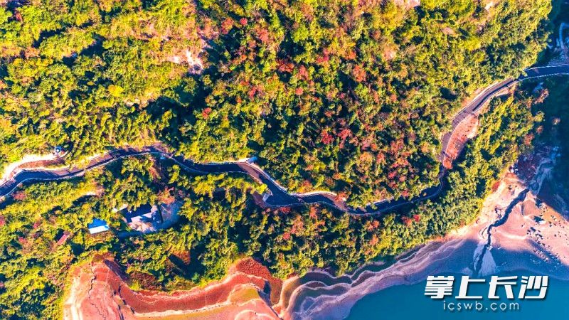 祥云山已是层林尽染。均为长沙晚报全媒体记者 贺文兵 通讯员 龙宇 摄影报道