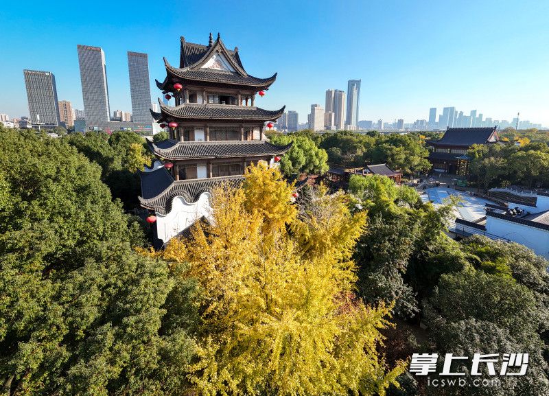 拱极楼旁的一棵银杏树长得尤为茂盛。