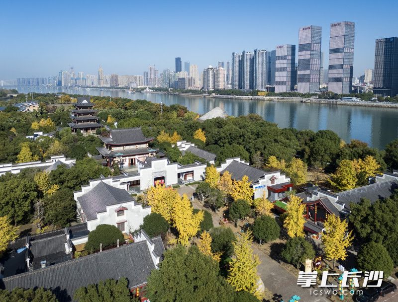 金黄的银杏树与蓝天、碧水相映成趣。