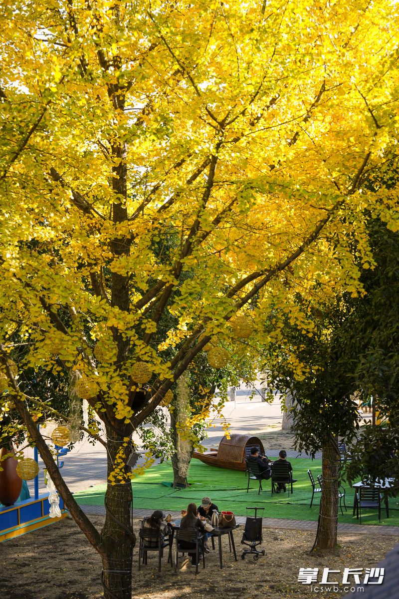 游客在银杏树下小憩。