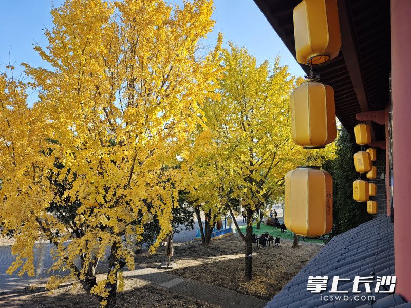 登上二楼阳台，橘子洲江天暮雪文化园的银杏林成片金黄。