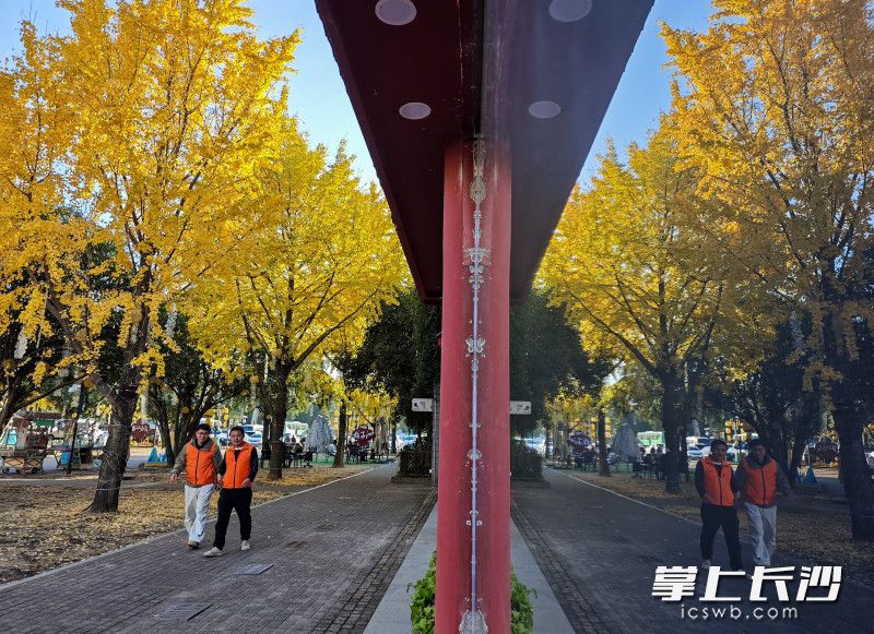 市民从银杏树下走过。