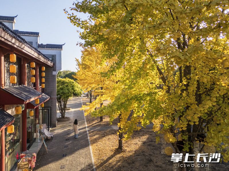 游客漫步银杏林下。