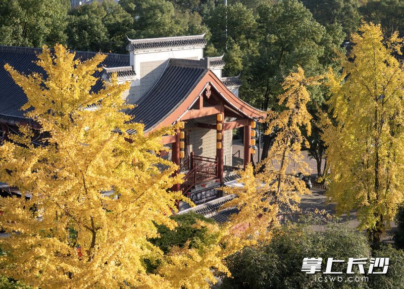 掩映在银杏林中的建筑。