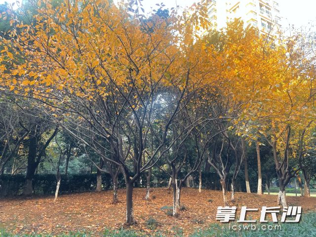 11月的最后几天,阳光依旧慷慨。 长沙晚报全媒体记者 舒元臻 摄 11月的最后几天,阳光依旧慷慨。 长沙晚报全媒体记者 舒元臻 摄