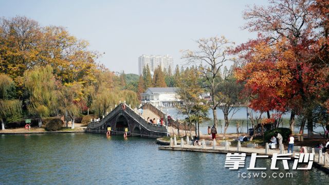 红叶黄花秋意晚。晴好天气下，烈士公园风景如画。  均为长沙晚报全媒体记者 舒元臻摄