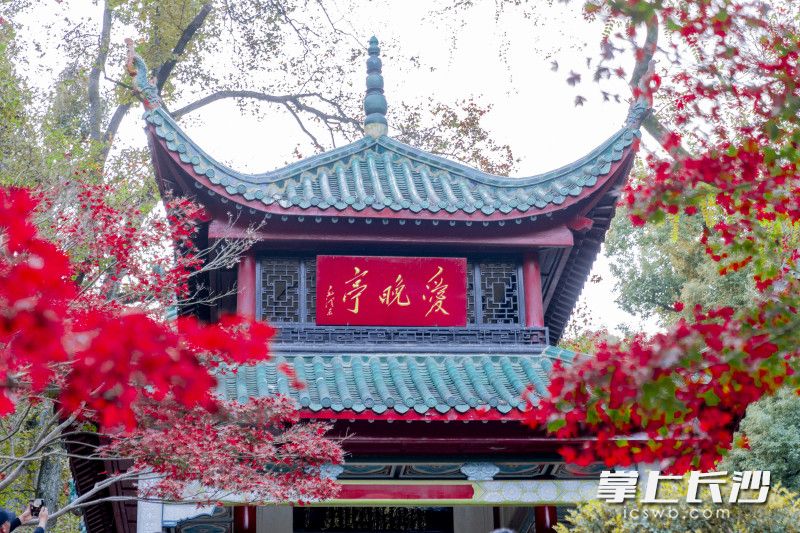 看万山红遍，层林尽染。