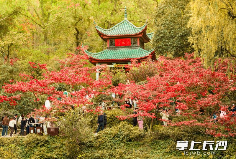 红叶为爱晚亭披上盛装。