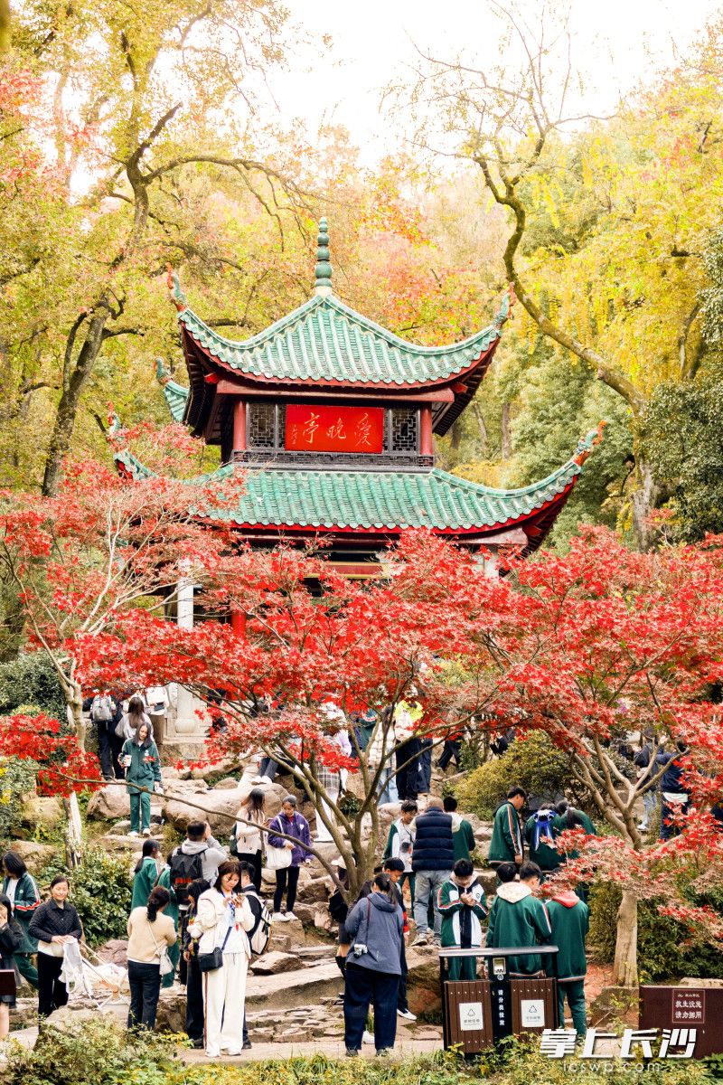 枫叶变红，美丽的景色吸引了市民游客前来游玩观赏。