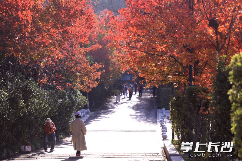 游客在树下打卡拍照。 游客在树下打卡拍照。