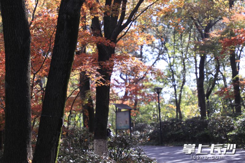 漫步林间小道,感受色彩变化。 漫步林间小道,感受色彩变化。