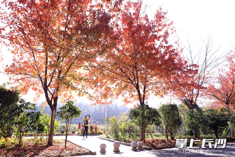 湖南省植物园正迎来一年中最绚烂的彩叶观赏期。 均为长沙晚报通讯员彭炜供图 湖南省植物园正迎来一年中最绚烂的彩叶观赏期。 均为长沙晚报通讯员彭炜供图