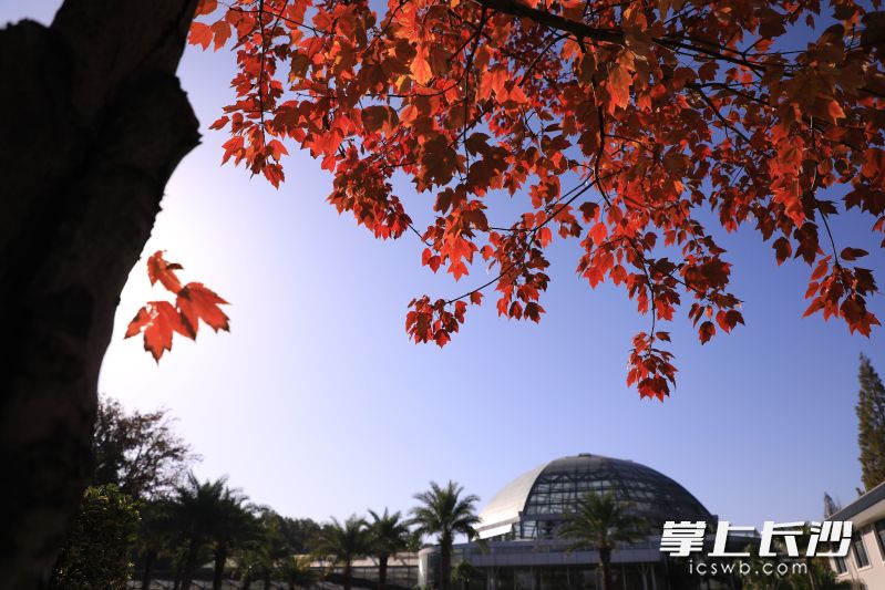 “霜叶红于二月花”照进现实。 “霜叶红于二月花”照进现实。