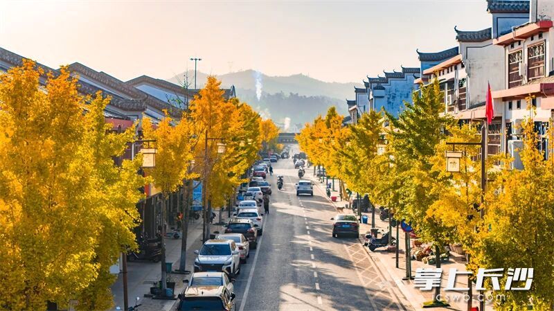 桥驿镇古驿商街的银杏树迎来最佳观赏期。均为长沙晚报通讯员 龙宇 摄