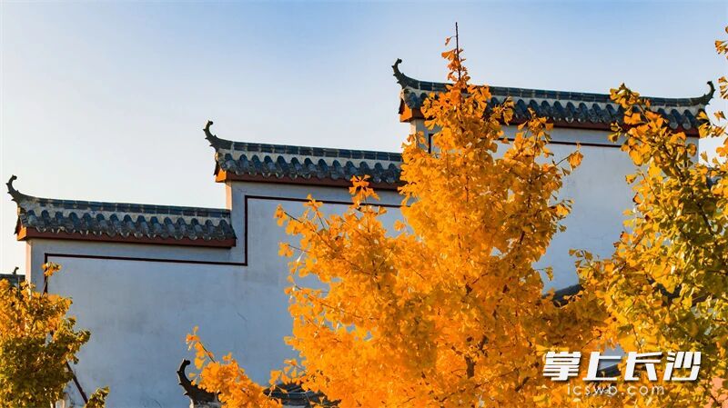 金黄的银杏与古驿道的历史交融。