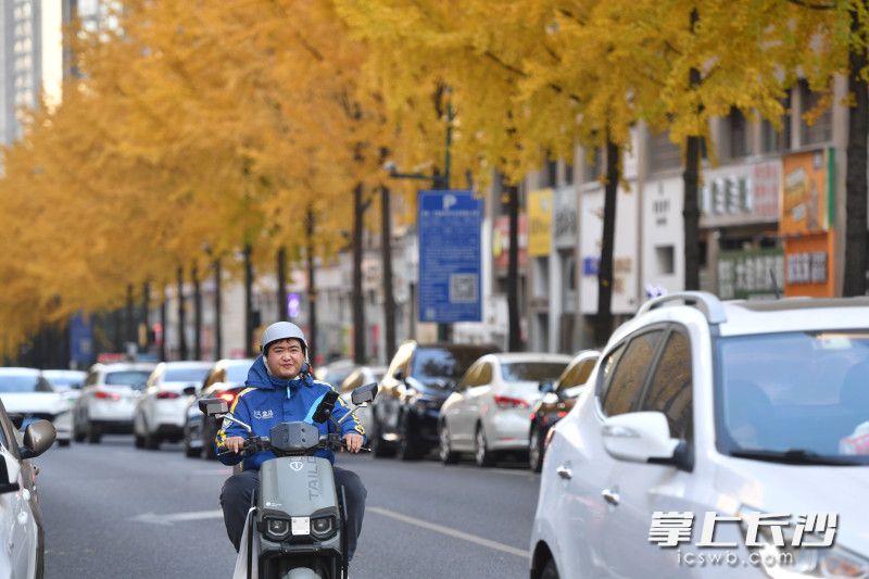连日来，位于长沙县星沙街道的棠坡路进入最佳观赏期。  均为长沙晚报全媒体记者王志伟摄