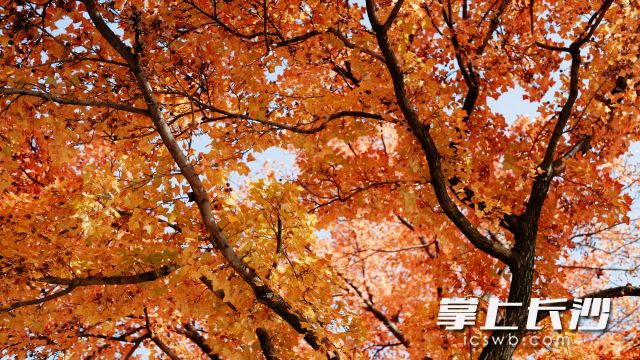 连日来,长沙天气持续晴好,网友感叹“拍到了韩剧里的秋天”。 长沙晚报全媒体记者 舒元臻 摄 连日来,长沙天气持续晴好,网友感叹“拍到了韩剧里的秋天”。 长沙晚报全媒体记者 舒元臻 摄