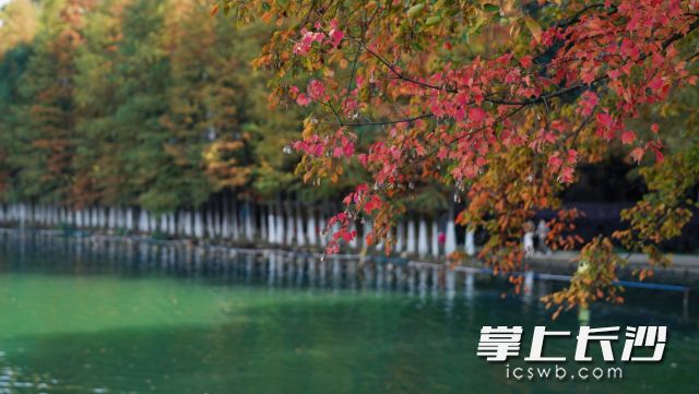 今年冬季湖南总体气温偏高但起伏大。 今年冬季湖南总体气温偏高但起伏大。