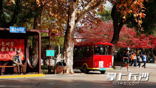 长沙深秋的“春日错觉”,不少市民今日身着单衣、甚至短袖出门。均为长沙晚报全媒体记者 舒元臻 摄 长沙深秋的“春日错觉”,不少市民今日身着单衣、甚至短袖出门。均为长沙晚报全媒体记者 舒元臻 摄