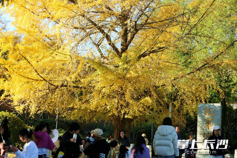 市民在“银杏王”下拍照打卡。 均为长沙晚报全媒体记者贺文兵摄