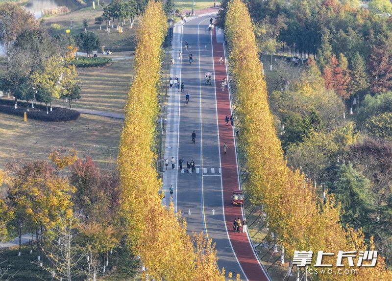 游人徜徉在秋色之中。