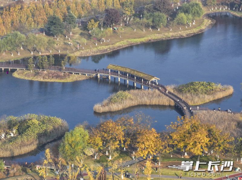 在松雅湖国家湿地公园，秋日水杉由绿转棕再染金黄，与湖水、夕阳相映，形成油画般的层次感。