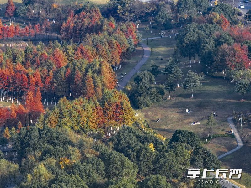 在松雅湖国家湿地公园，秋日水杉由绿转棕再染金黄，与湖水、夕阳相映，形成油画般的层次感。