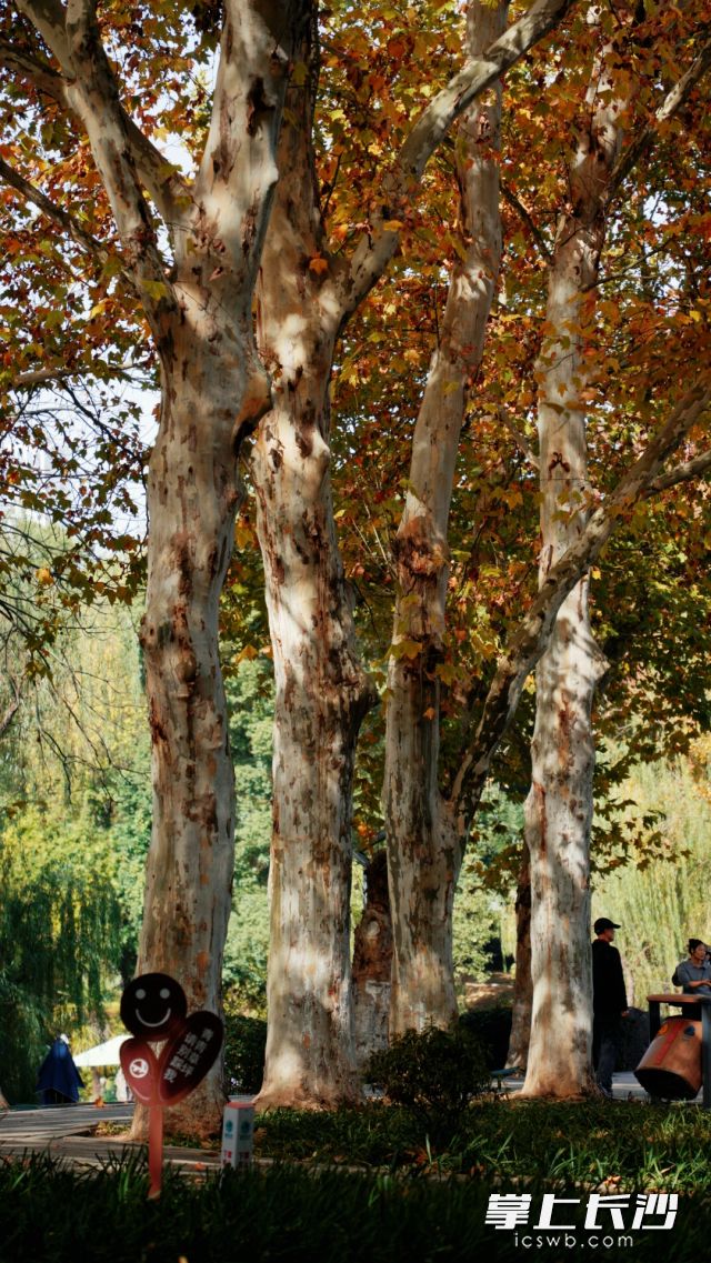 本周长沙的天气“性价比”还是比较高,偶尔的降温也只是“小考验”。 本周长沙的天气“性价比”还是比较高,偶尔的降温也只是“小考验”。