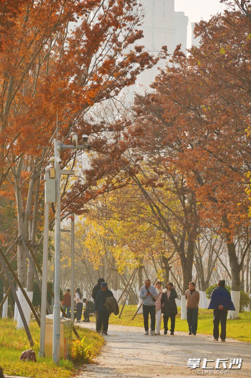 红枫映照道路两旁，提醒人们深秋已到来。