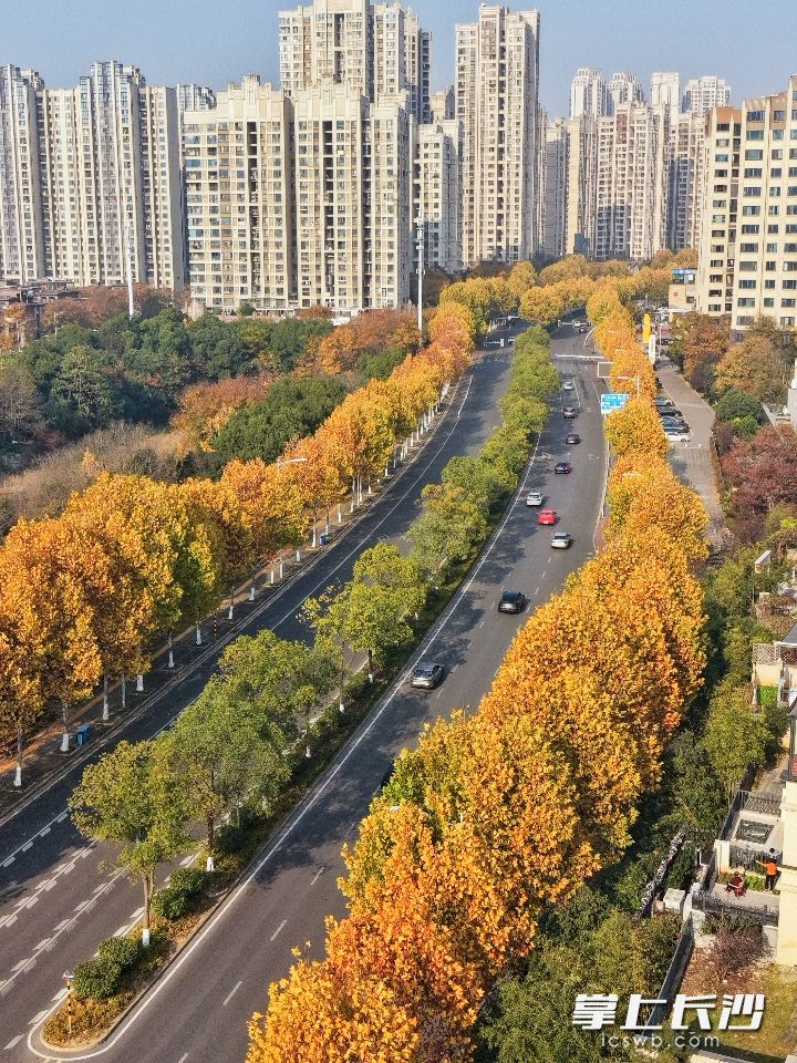 环湖路换上金色“衣裳”。