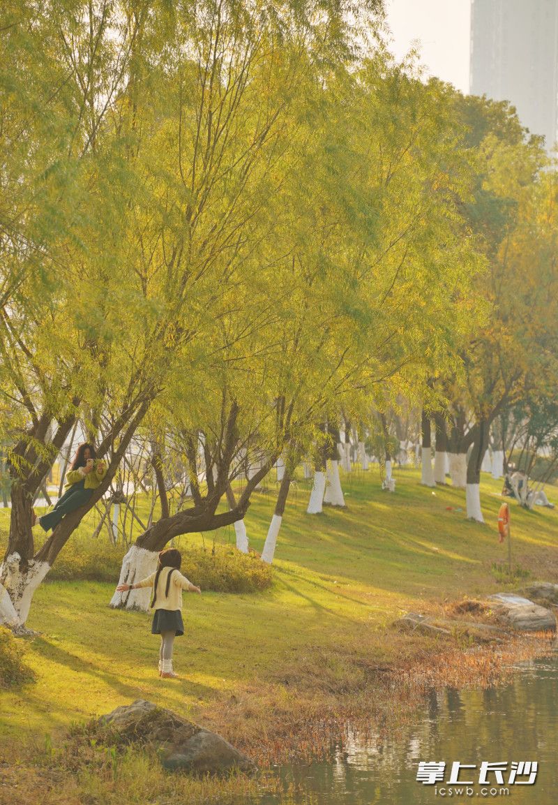 金色暖阳下，游人与泛黄的柳树合影。