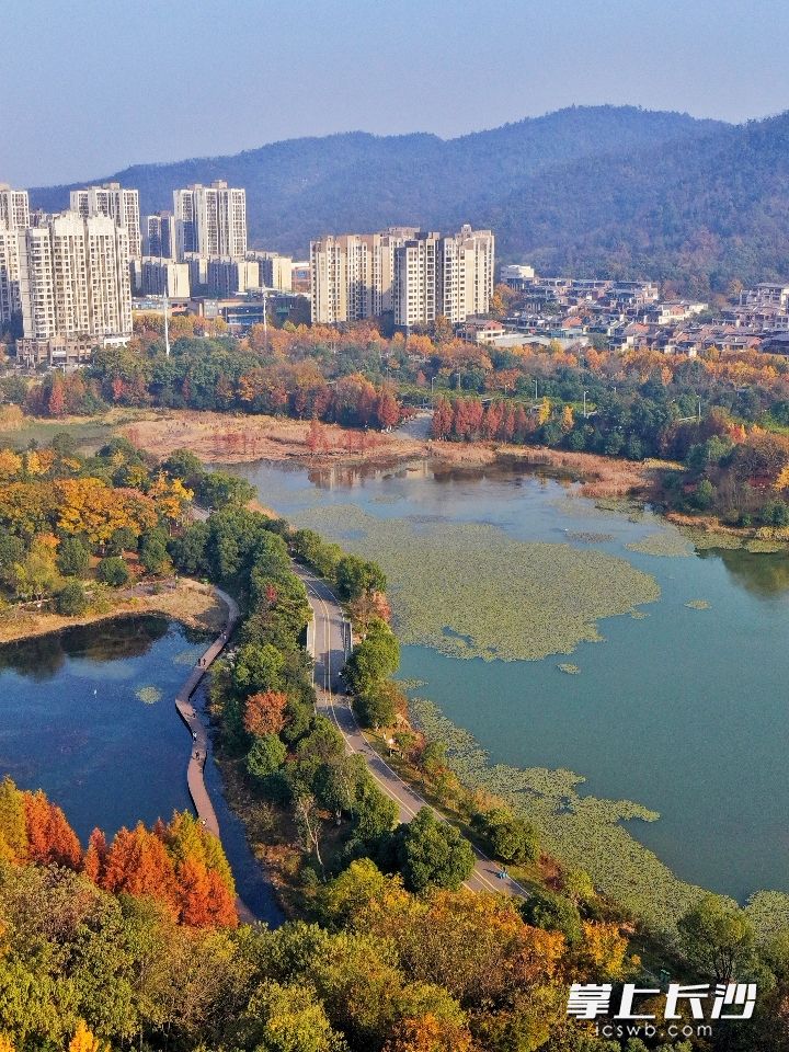 梅溪湖畔，碧水蓝天与染上金黄的树木在阳光下晕开。 均为长沙晚报全媒体记者易亿摄