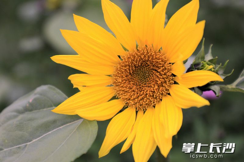 矮化向日葵开得正艳。 矮化向日葵开得正艳。