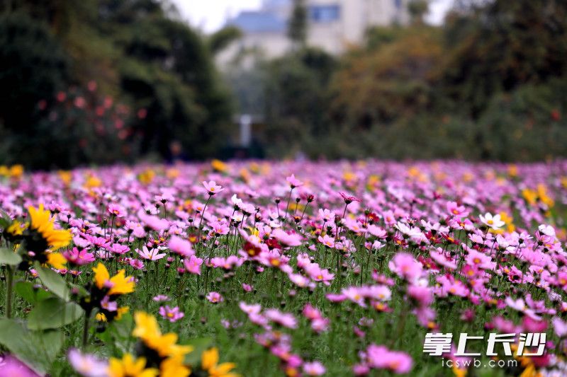 浪漫花海。 浪漫花海。
