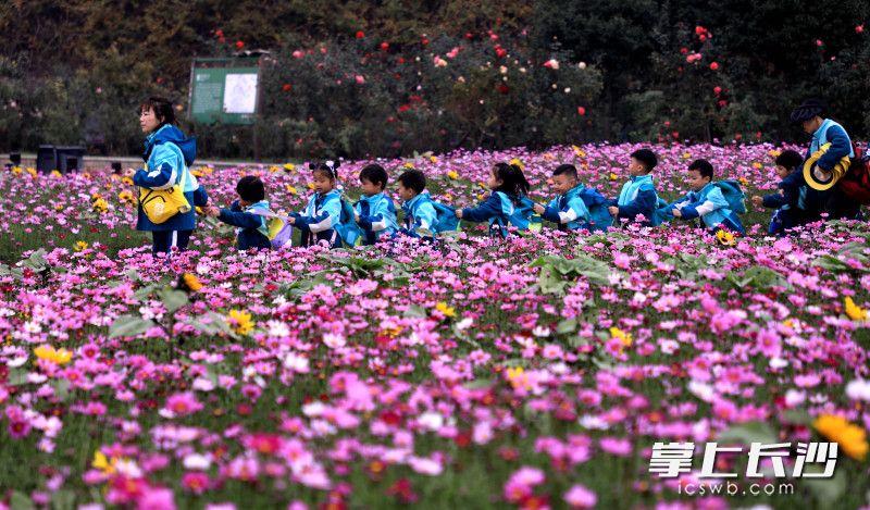 2日下午,幼儿园的老师带着孩子们在赏花。 均为长沙晚报全媒体记者贺文兵、通讯员彭炜摄 2日下午,幼儿园的老师带着孩子们在赏花。 均为长沙晚报全媒体记者贺文兵、通讯员彭炜摄