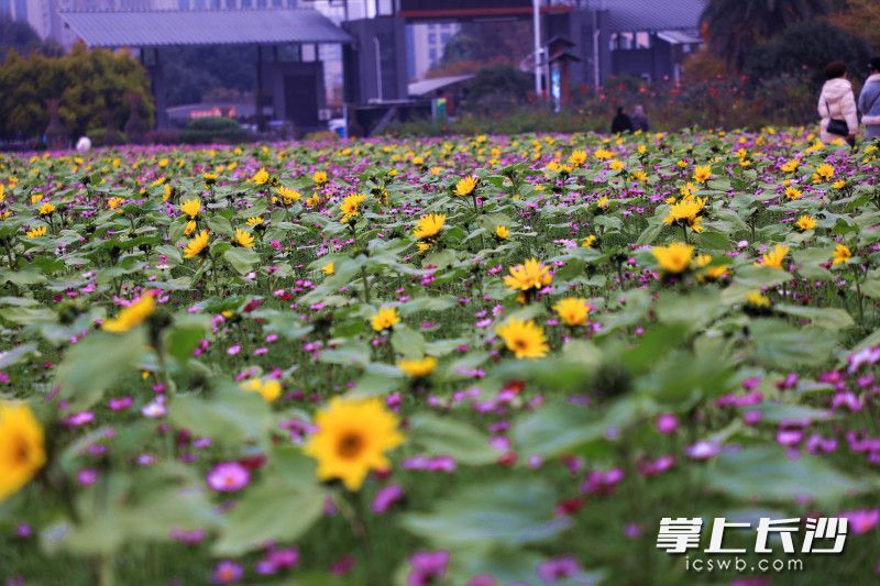 波斯菊与向日葵混植,花色从单调变得更丰富。 波斯菊与向日葵混植,花色从单调变得更丰富。