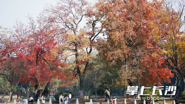 今日的阳光“露脸”没多久便“藏”了起来。 均为长沙晚报全媒体记者 舒元臻摄 今日的阳光“露脸”没多久便“藏”了起来。 均为长沙晚报全媒体记者 舒元臻摄