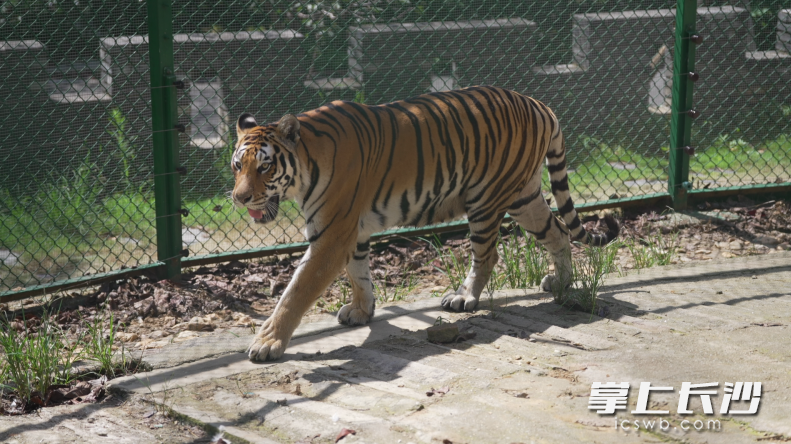 网友通过线上支持的方式参与老虎的日常保育，并进一步了解老虎的生活习性。