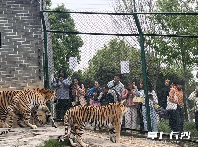 “云观虎、云互动”的线上模式，让面临季节性运营困境的虎园找到了新的生机。