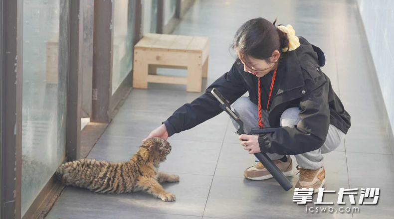 在长沙三珍虎园，主播举着手机向线上粉丝展示活泼可爱的虎崽。 均为金井镇供图
