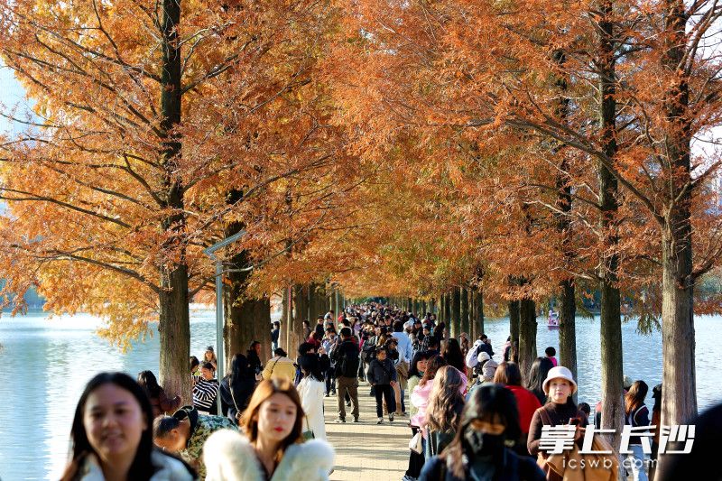 “水杉一条街”，前来赏景打卡的人很多。 均为长沙晚报全媒体记者贺文兵摄