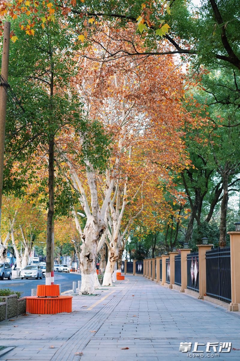 “最美梧桐路”上，鲜亮的橘色环保木椅成为一道风景。