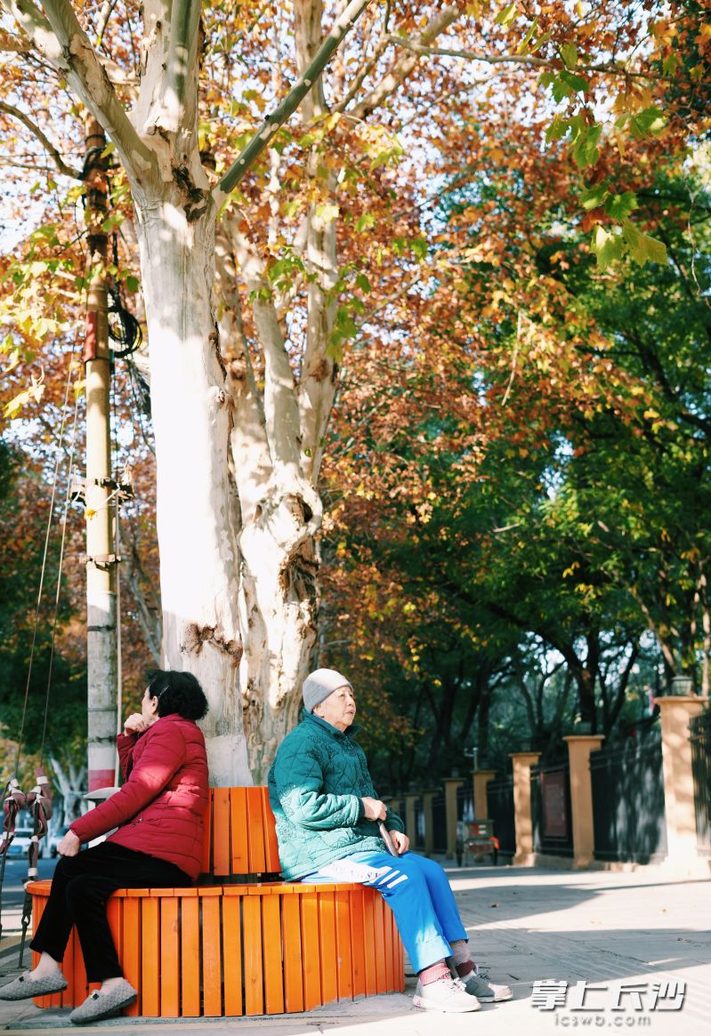 冬日暖阳里老人们闲坐梧桐树下休憩。