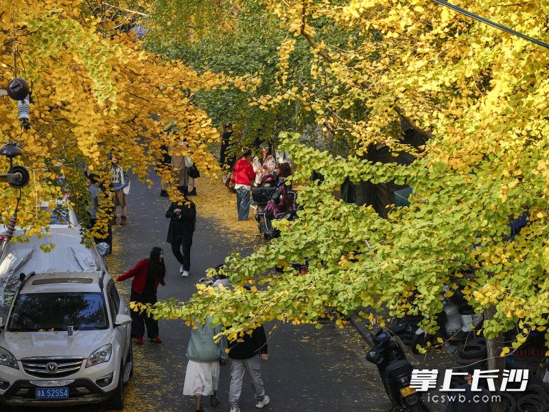 金黄的银杏树下满是前来的欣赏美景的游客。