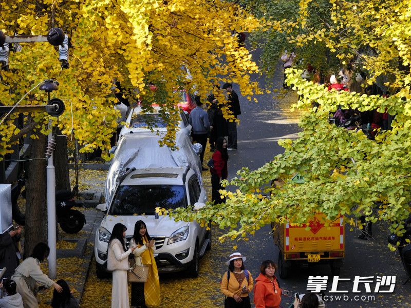 金黄的银杏将这条小巷变身成“金色走廊”均为长沙晚报全媒体记者余劭劼摄