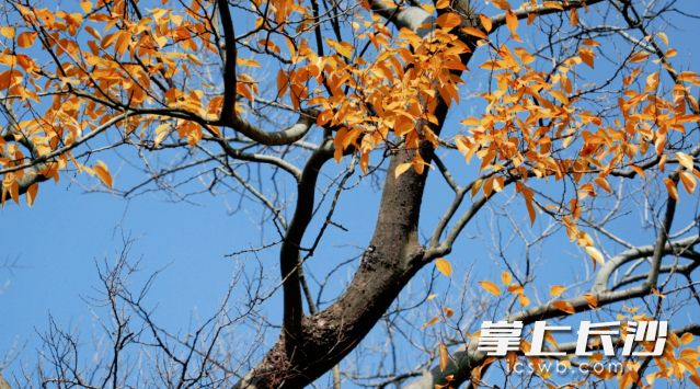 周五开始长沙气温将逐步回升。 长沙晚报全媒体记者 舒元臻 摄