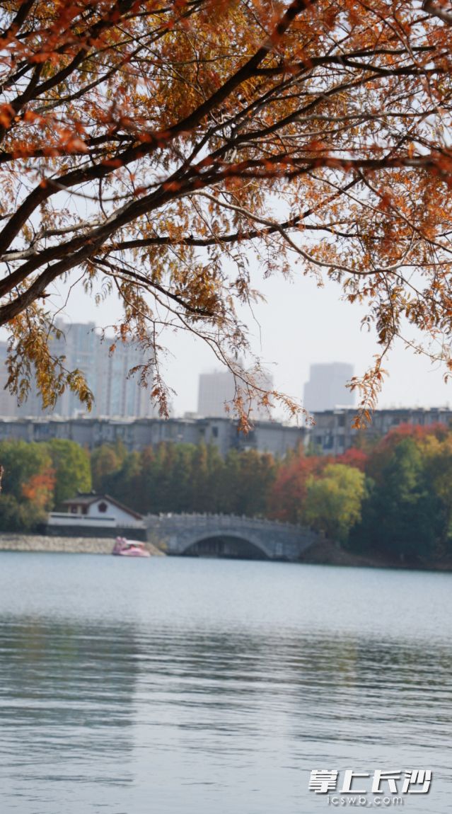 市民朋友可以提前规划周末活动。  长沙晚报全媒体记者 舒元臻 摄