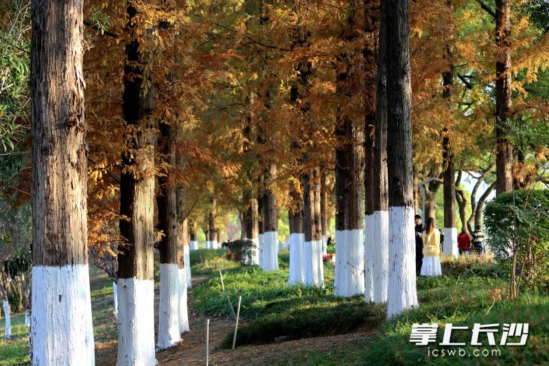 刷白提升树木的防寒防病能力。