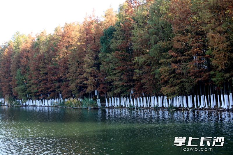 涂白剂的特性可杀灭树皮缝隙中的越冬虫卵和病菌。