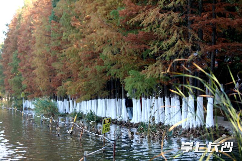 烈士公园树木涂白作业基本完成。 均为长沙晚报全媒体记者贺文兵摄